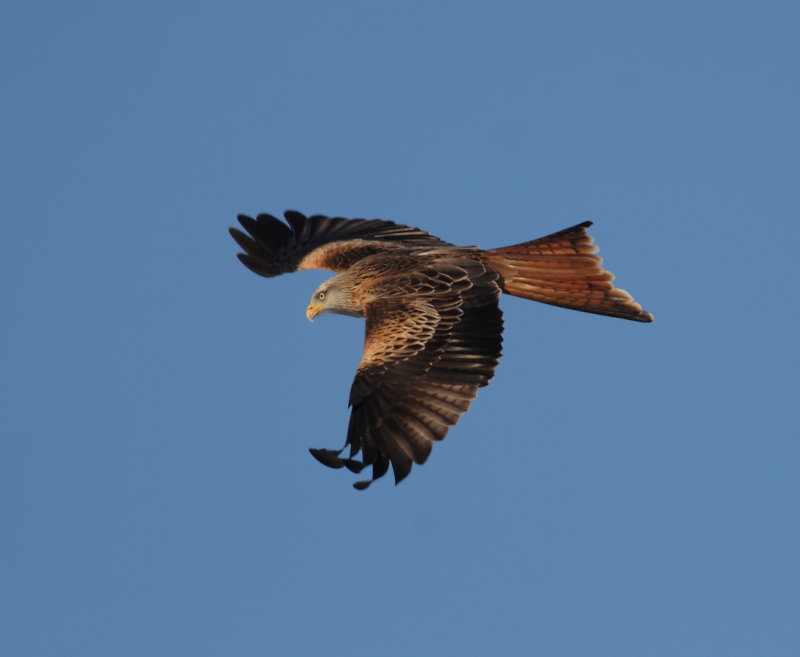 IMG_7664.JPG