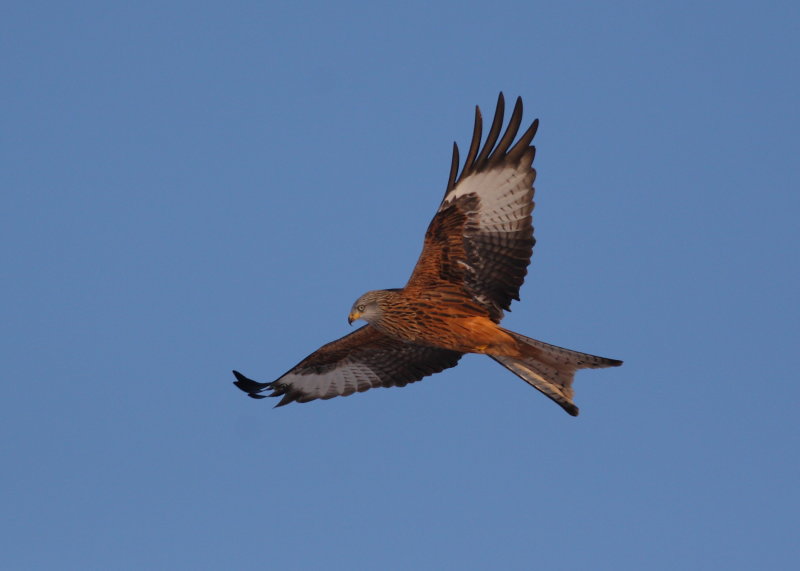 Red Kite