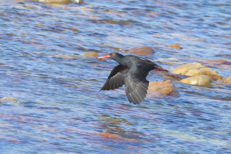 African Black Oystercatcher