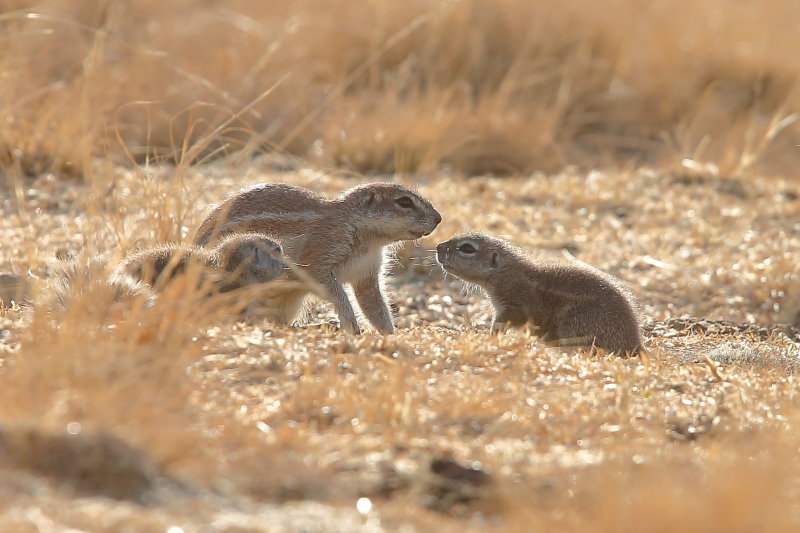 South African Ground Squirrels