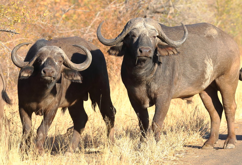 Cape buffalo