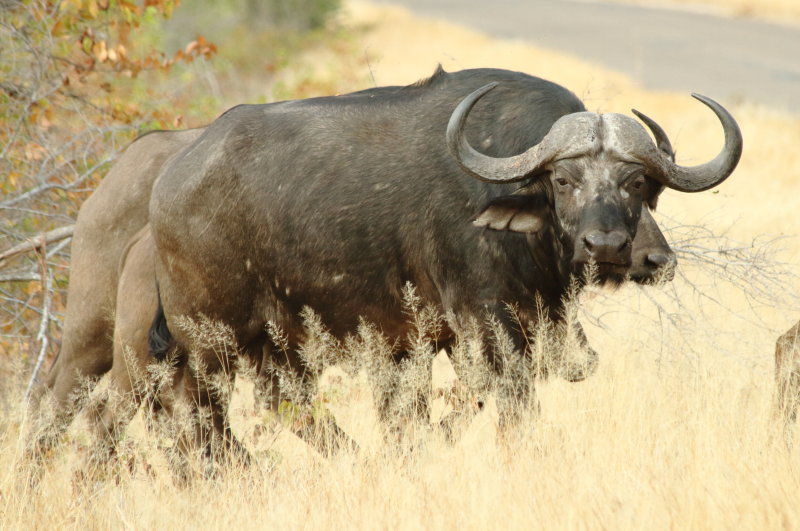 Cape buffalo