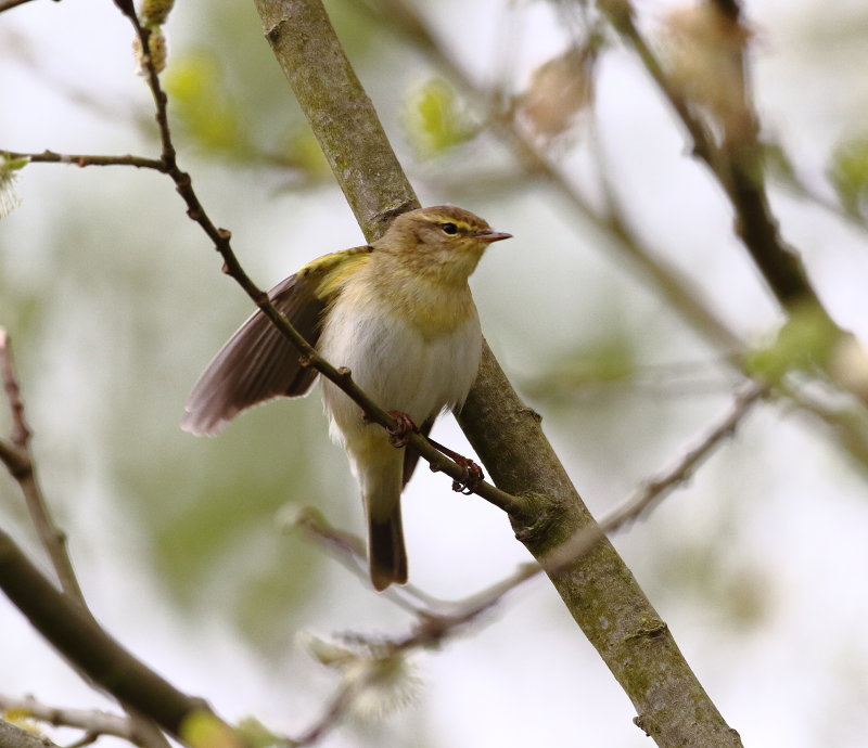 Willow Warbler