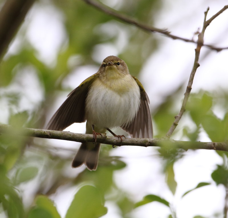 Willow Warbler