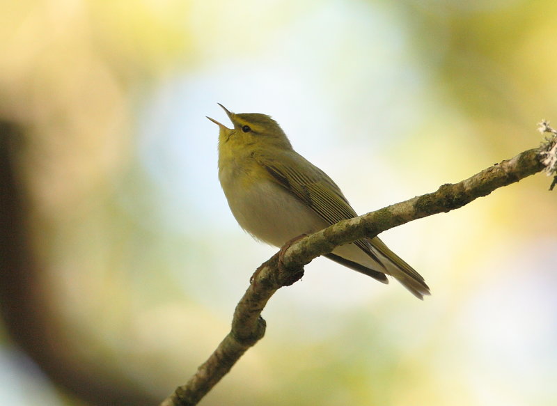 Wood Warbler