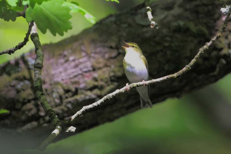 Wood Warbler