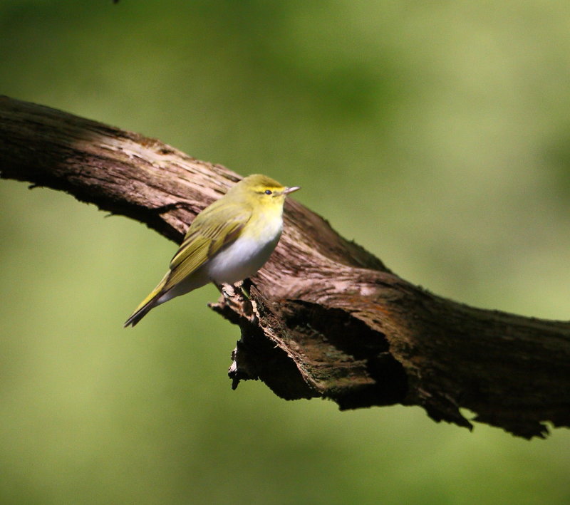 Wood Warbler