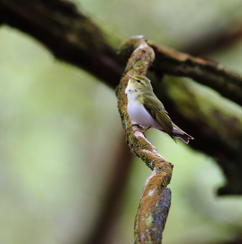 Wood Warbler