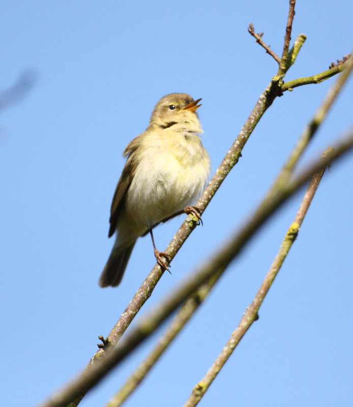 Chiffchaff