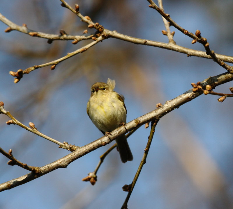 Chiffchaff