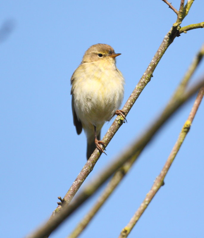 Chiffchaff