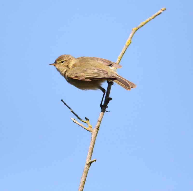 Chiffchaff