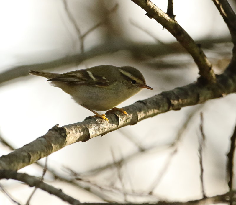 Yellow-browed Warbler