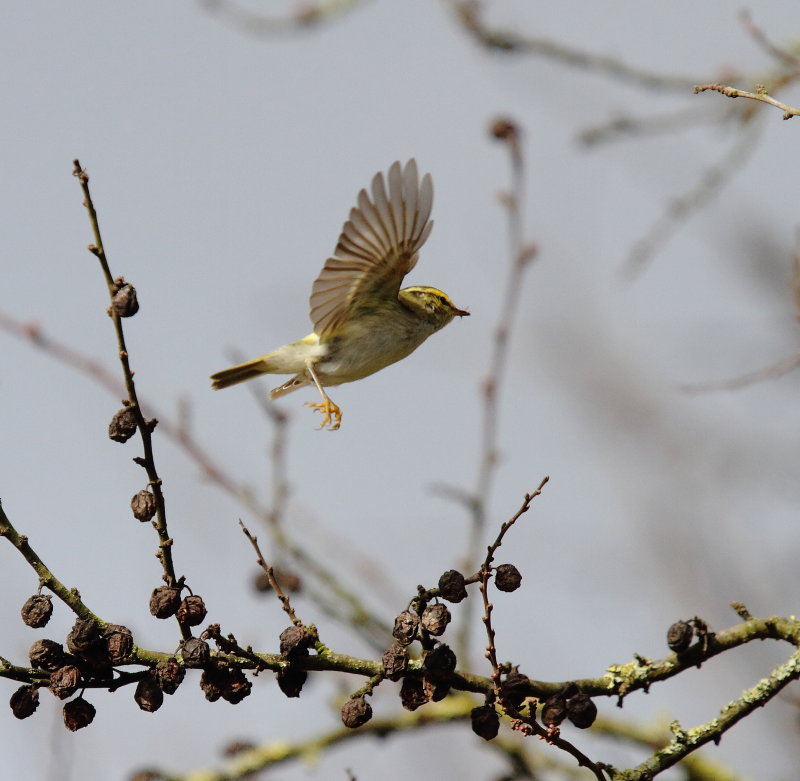 Pallas's Warbler