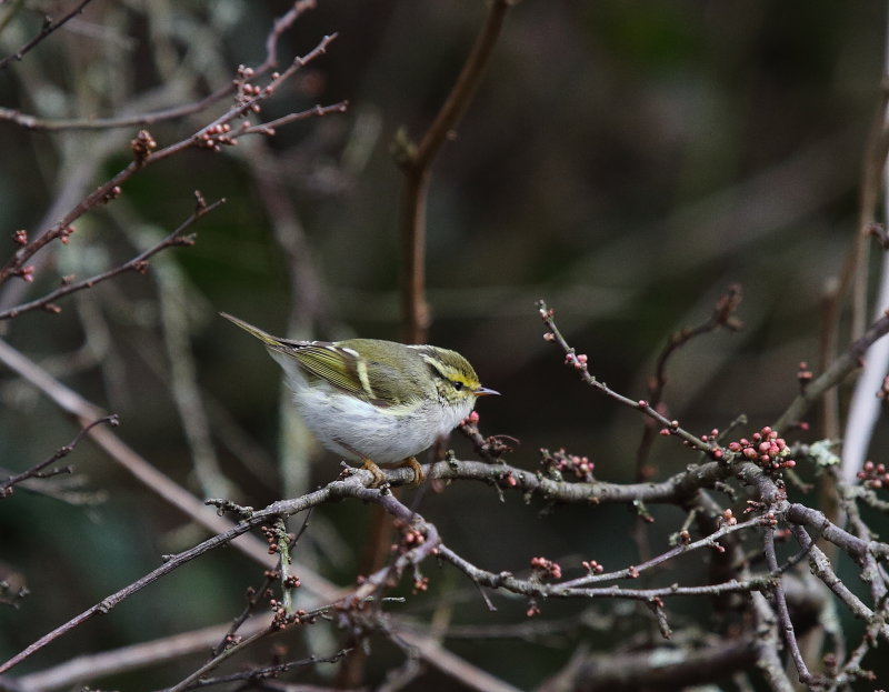 Pallas's Warbler