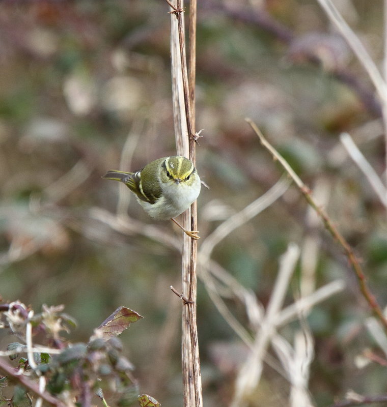 Pallas's Warbler