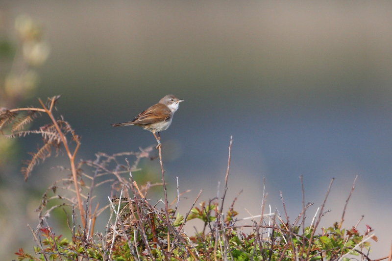 Common Whitethroat