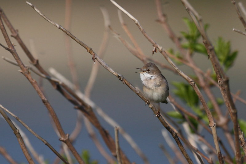Common Whitethroat