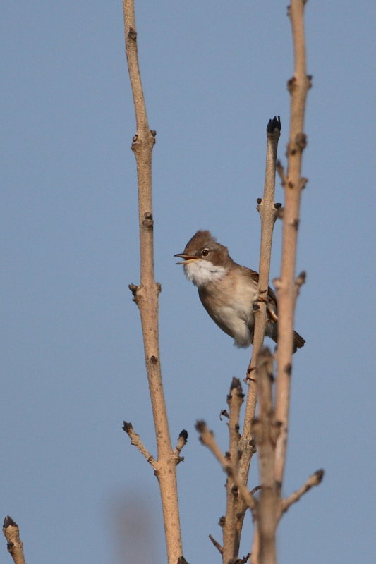 Common Whitethroat