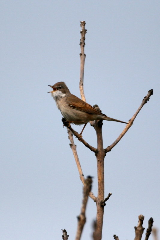 Common Whitethroat