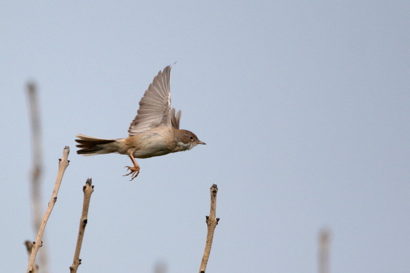 Common Whitethroat