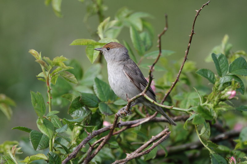 Blackcap