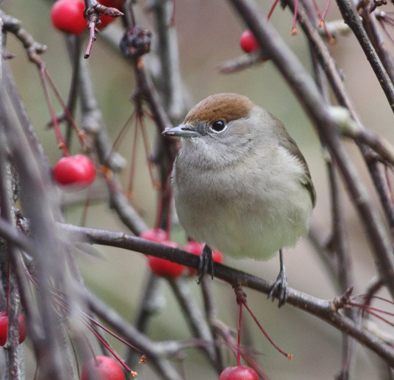 Blackcap