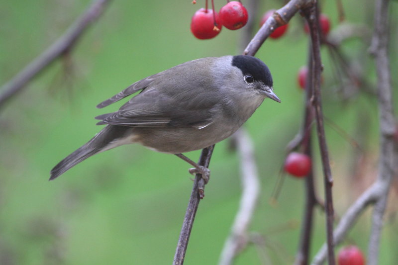 Blackcap