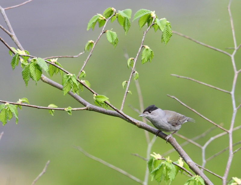 Blackcap