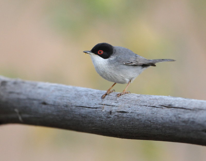 Sardinian Warbler