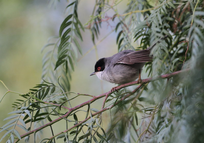 Sardinian Warbler
