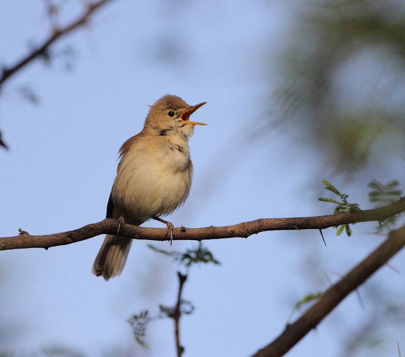Western Olivaceous Warbler
