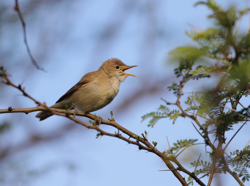 Western Olivaceous Warbler