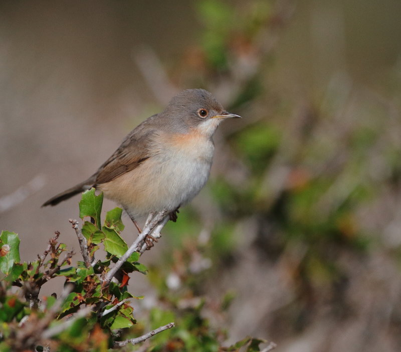 Subalpine Warbler