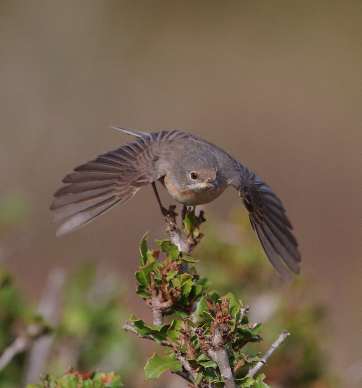 Subalpine Warbler