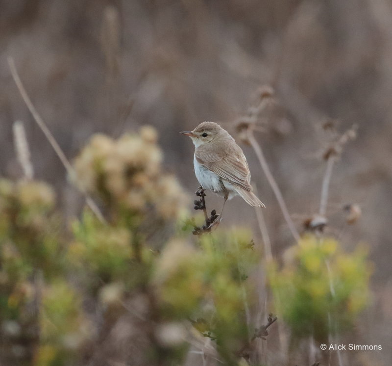 Booted Warbler