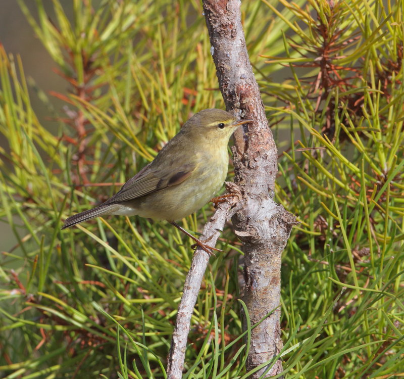 Chiffchaff