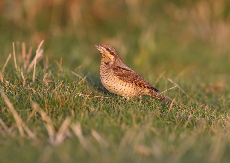 Wryneck