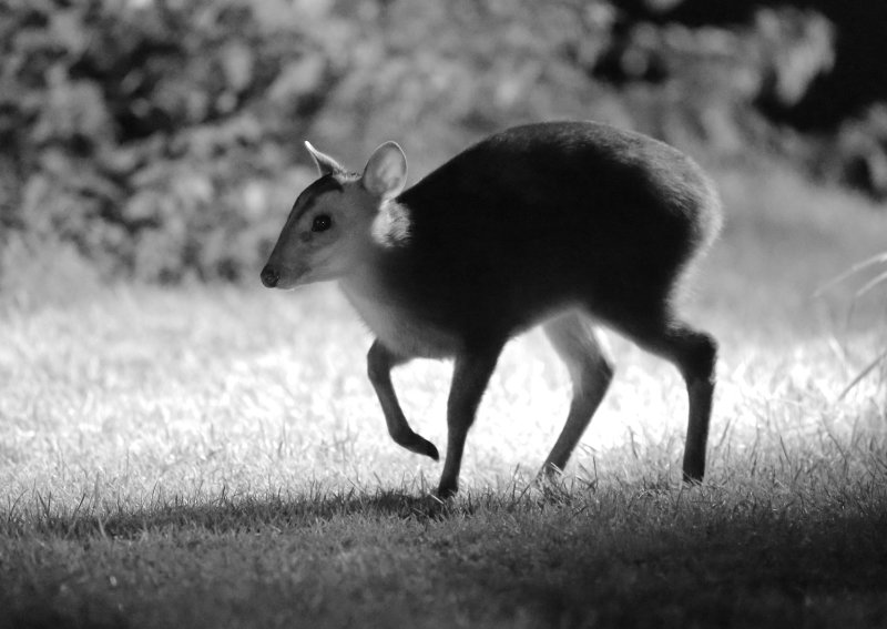 Reeves' Muntjac