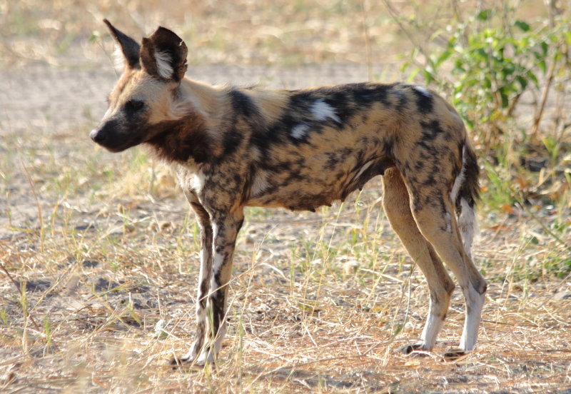 African Wild Dog