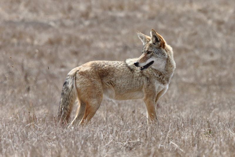 Coyote