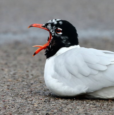 Mediterranean Gull