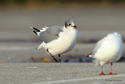 Franklin's Gull
