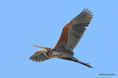 Purple Heron