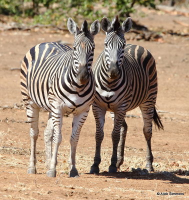 Plains Zebra