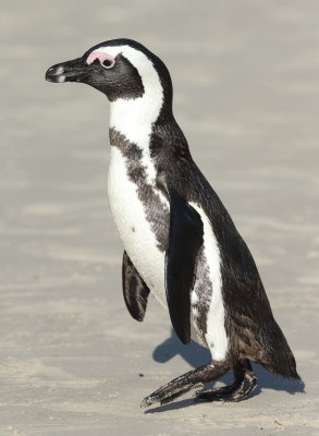 African Penguin