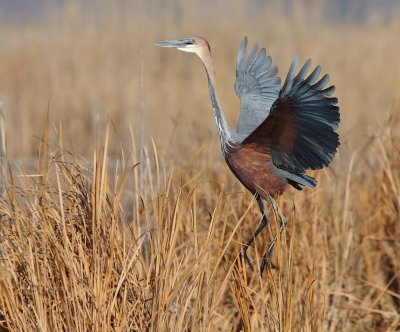 Goliath Heron