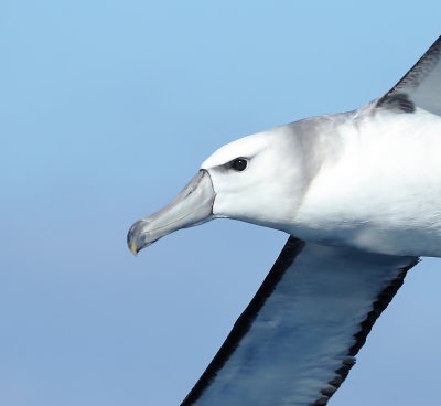 Shy Albatross