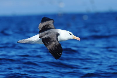 Black-browed Albatross