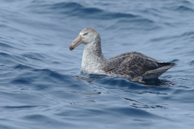 Giant Petrels